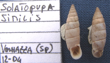 Solatopupa similis (Bruguire, 1792)