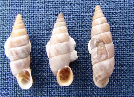 Solatopupa similis (Bruguire, 1792)