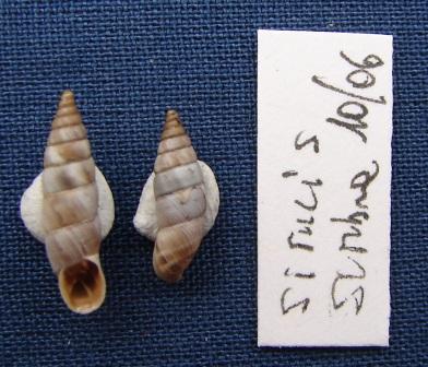 Solatopupa similis (Bruguire, 1792)