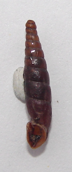 Erjavecia bergeri