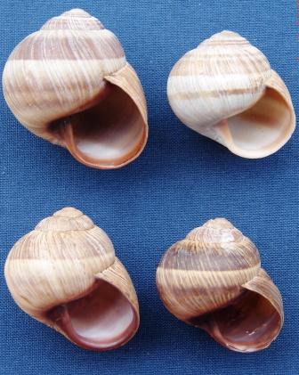 Helix (Helix) cincta  O.F. Müller, 1774