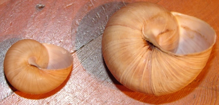 Helix pomatia particolare