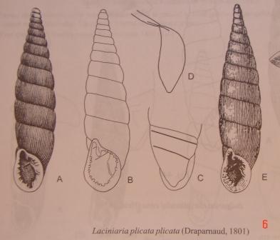 Bulgarica (Denticularia) denticulata (Olivier,1801)