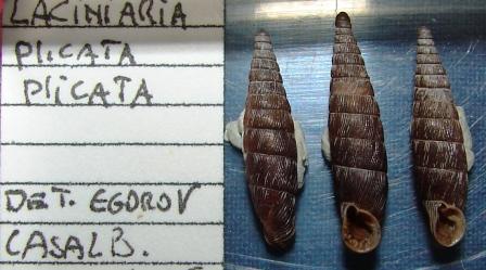 B. thessalonica e Laciniaria plicata - Bulgarica denticulata