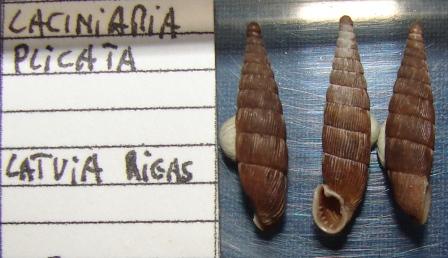 B. thessalonica e Laciniaria plicata - Bulgarica denticulata