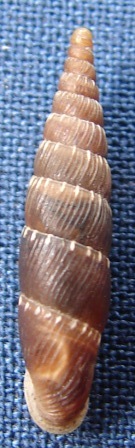 itala rubiginea ???