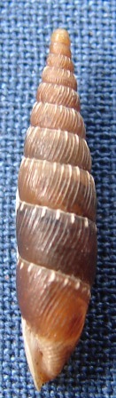 itala rubiginea ???
