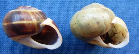 Cepaea hortensis