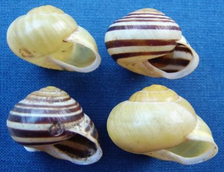 Cepaea hortensis