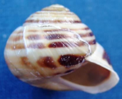 Cepaea hortensis