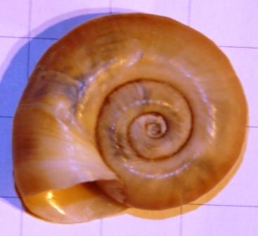 Planorbarius corneus