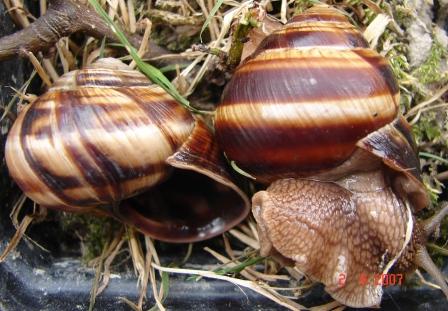 Helix lucorum