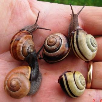 Cepaea (Cepaea) nemoralis (Linnaeus, 1758)