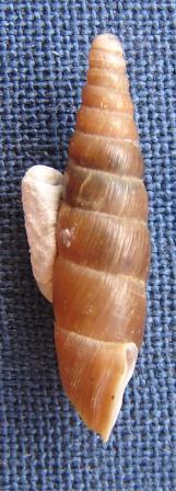 Charpentieria (Charpentieria) thomasiana (Kster, 1850)