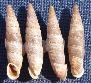 Papillifera papillaris (O.F. Müller, 1774)
