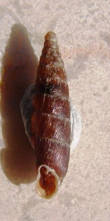 Clausiliidae Canon Rio Lobos