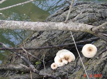 funghi acquatici????