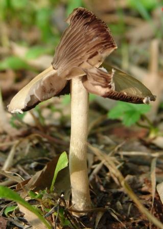 funghi acquatici????