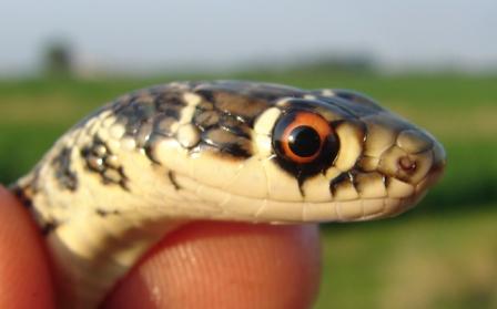 Limax maximus L. da 