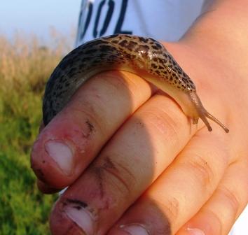 Limax maximus L. da 