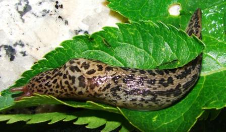 Limax maximus L. da 