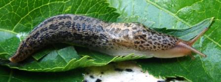 Limax maximus L. da 