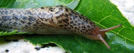 Limax maximus L. da 