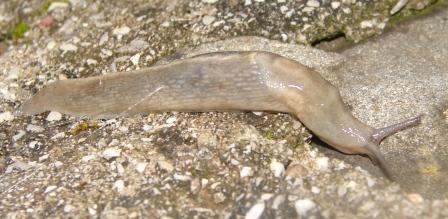 Limax aldrovandi Moquin-Tandon 1855 - Monte Pidocchina (PT)