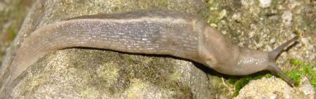 Limax aldrovandi Moquin-Tandon 1855 - Monte Pidocchina (PT)