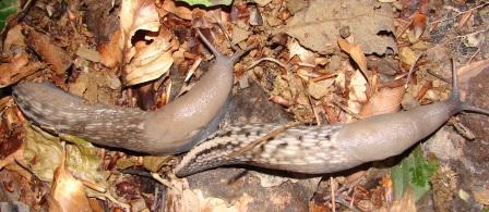 Limax aldrovandi Moquin-Tandon 1855 - Monte Pidocchina (PT)