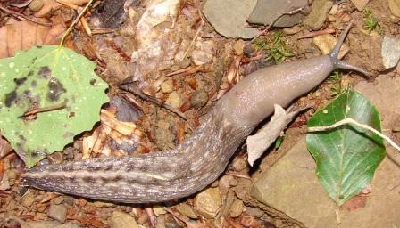 Limax aldrovandi Moquin-Tandon 1855 - Monte Pidocchina (PT)