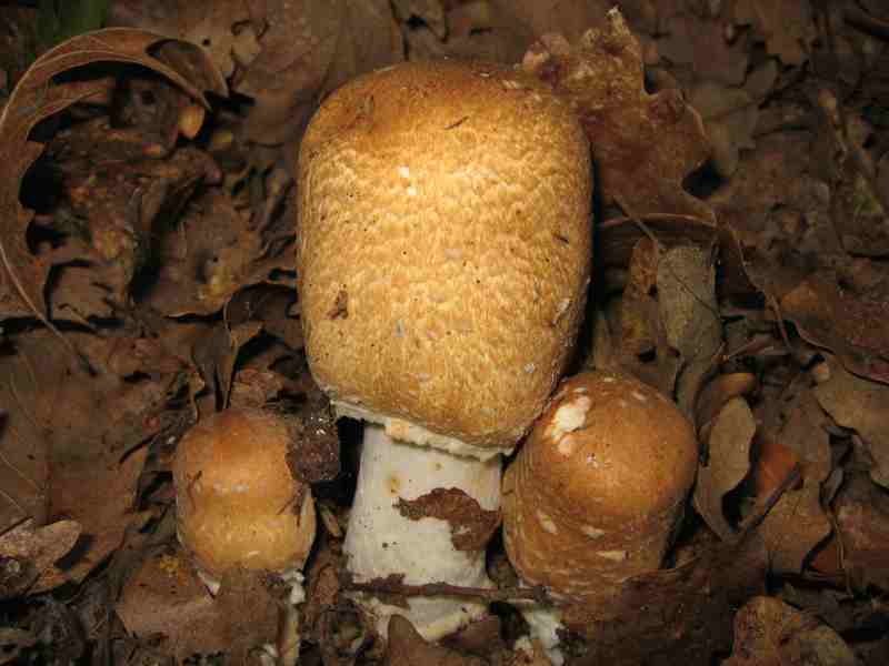 ritrovamenti del 2 giugno