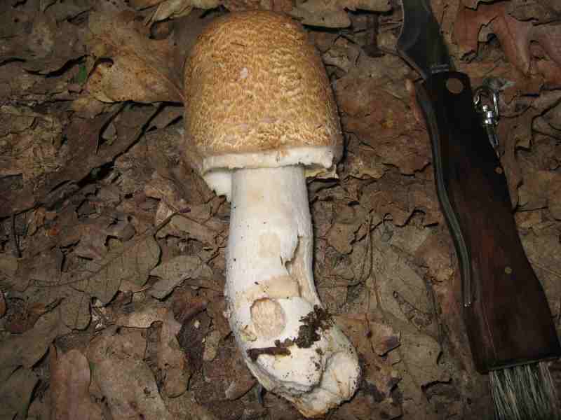 ritrovamenti del 2 giugno