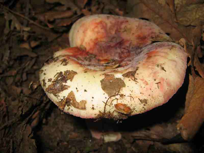 ritrovamenti del 2 giugno