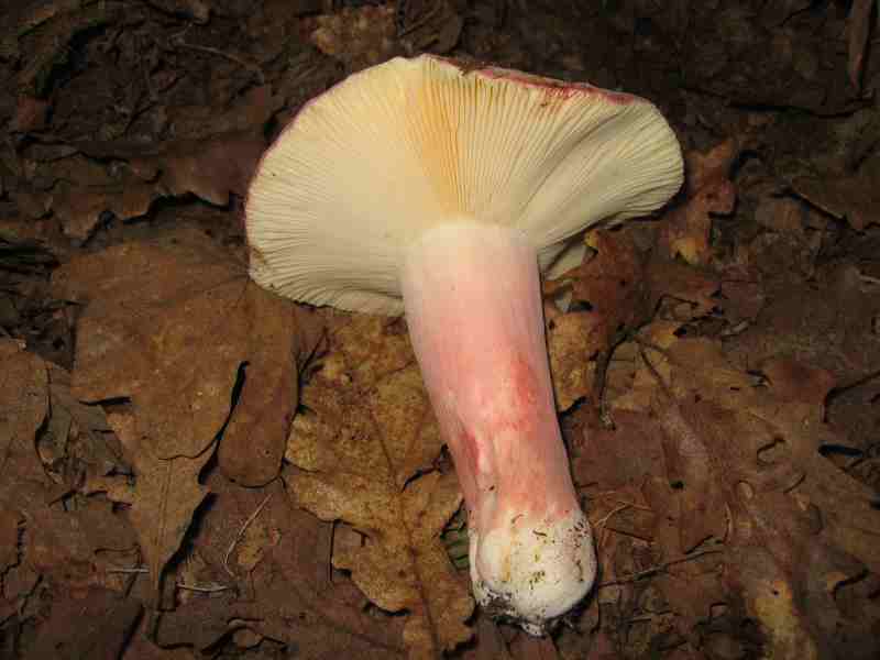 ritrovamenti del 2 giugno