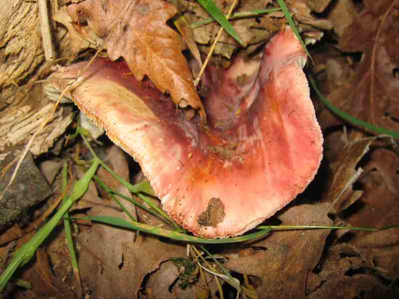 ritrovamenti del 2 giugno