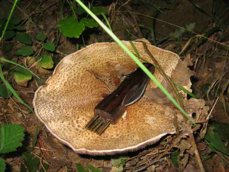 ritrovamenti del 2 giugno