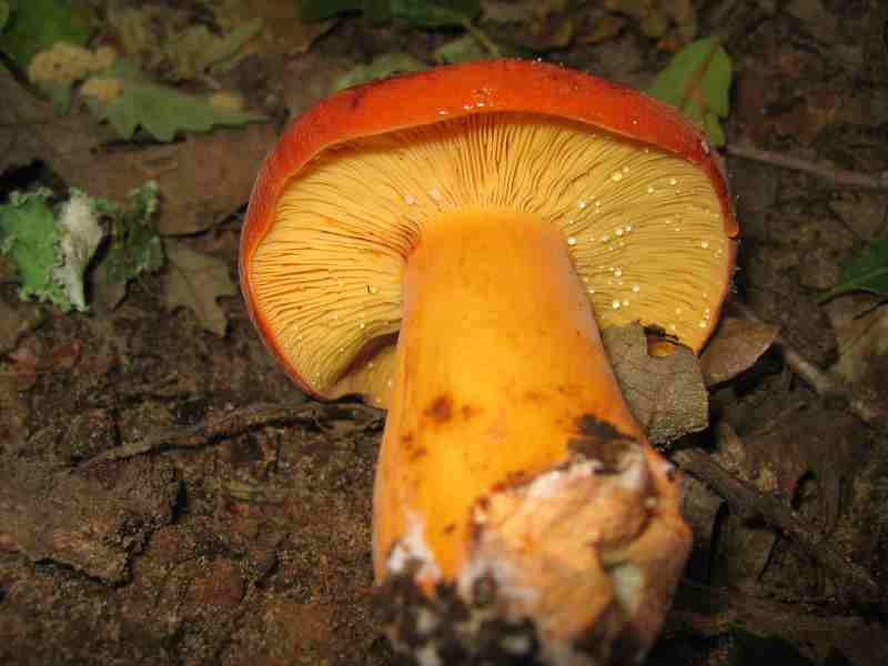 ritrovamenti del 2 giugno