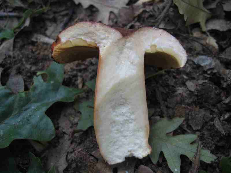 ritrovamenti del 2 giugno