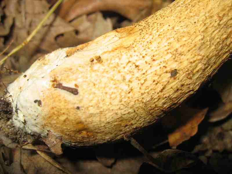 ritrovamenti del 2 giugno