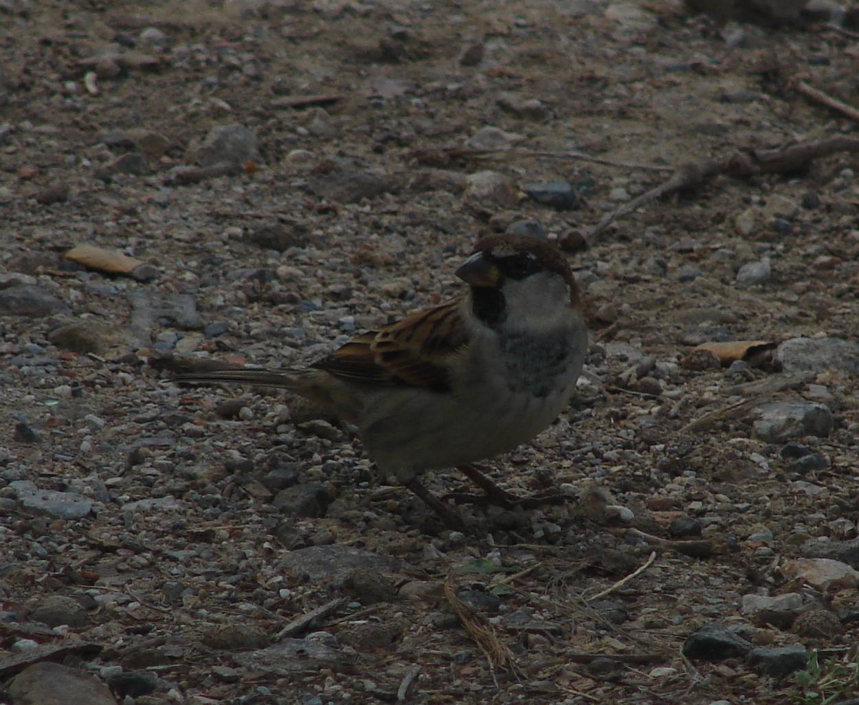 Passera mattugia Passer montanus -  Si discute di Ploceidae.