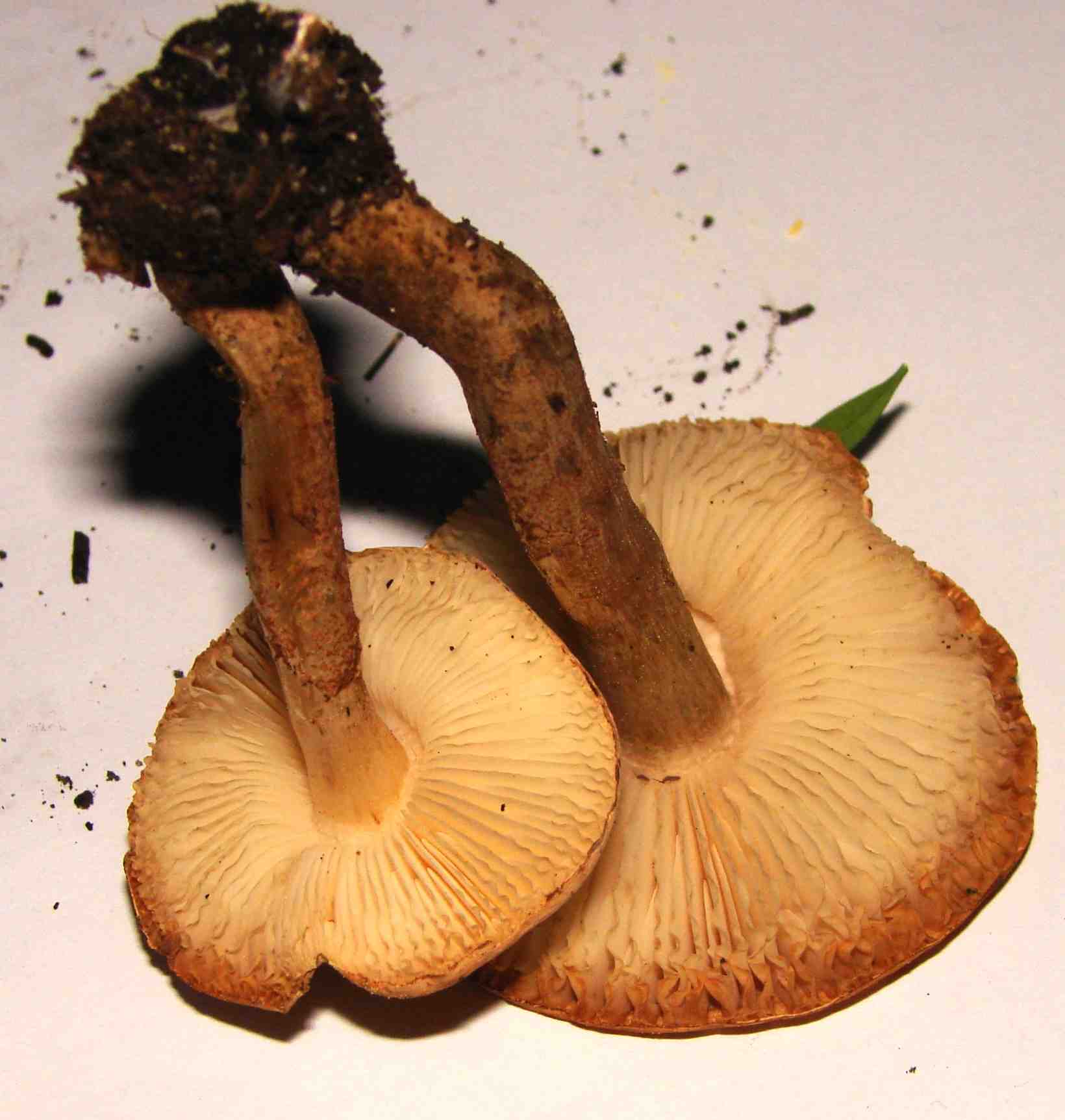 Fungo da determinare