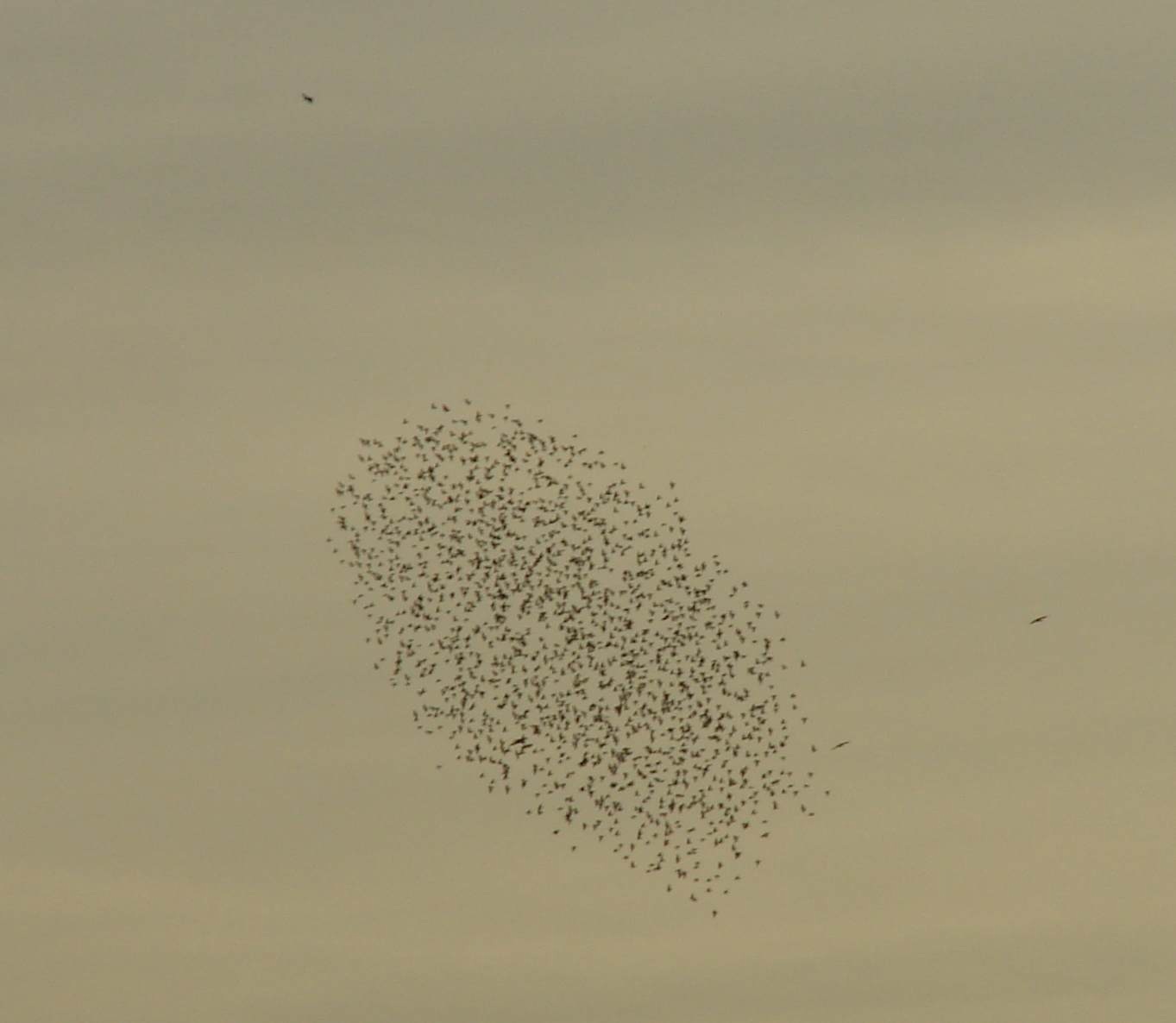 storno - Sturnus vulgaris