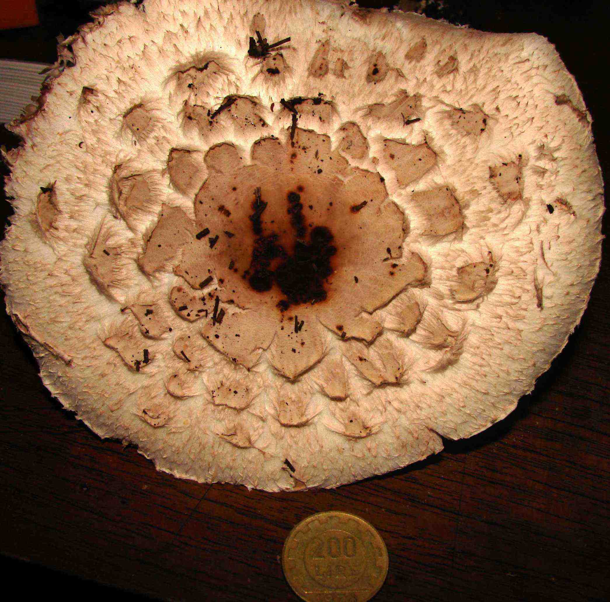 Lepiota o Macrolepiota?