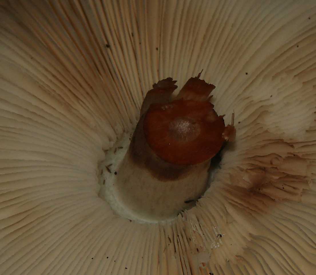 Lepiota o Macrolepiota?