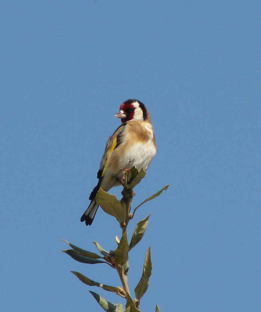 Cardellino, Carduelis carduelis