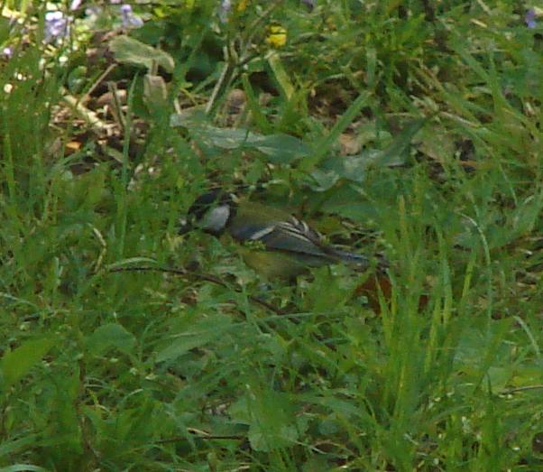All''orto botanico