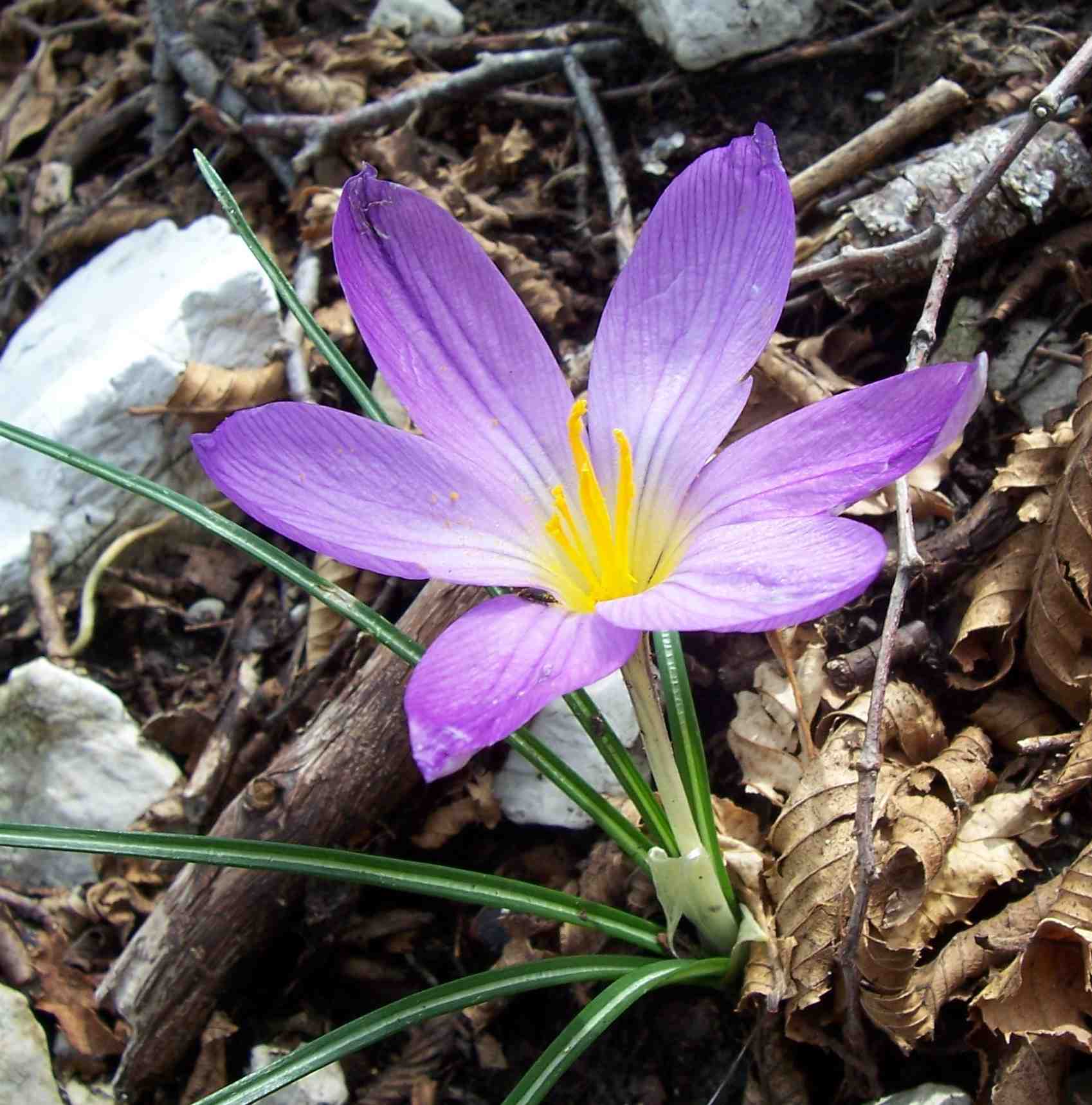 Crocus neglectus / Zafferano negletto