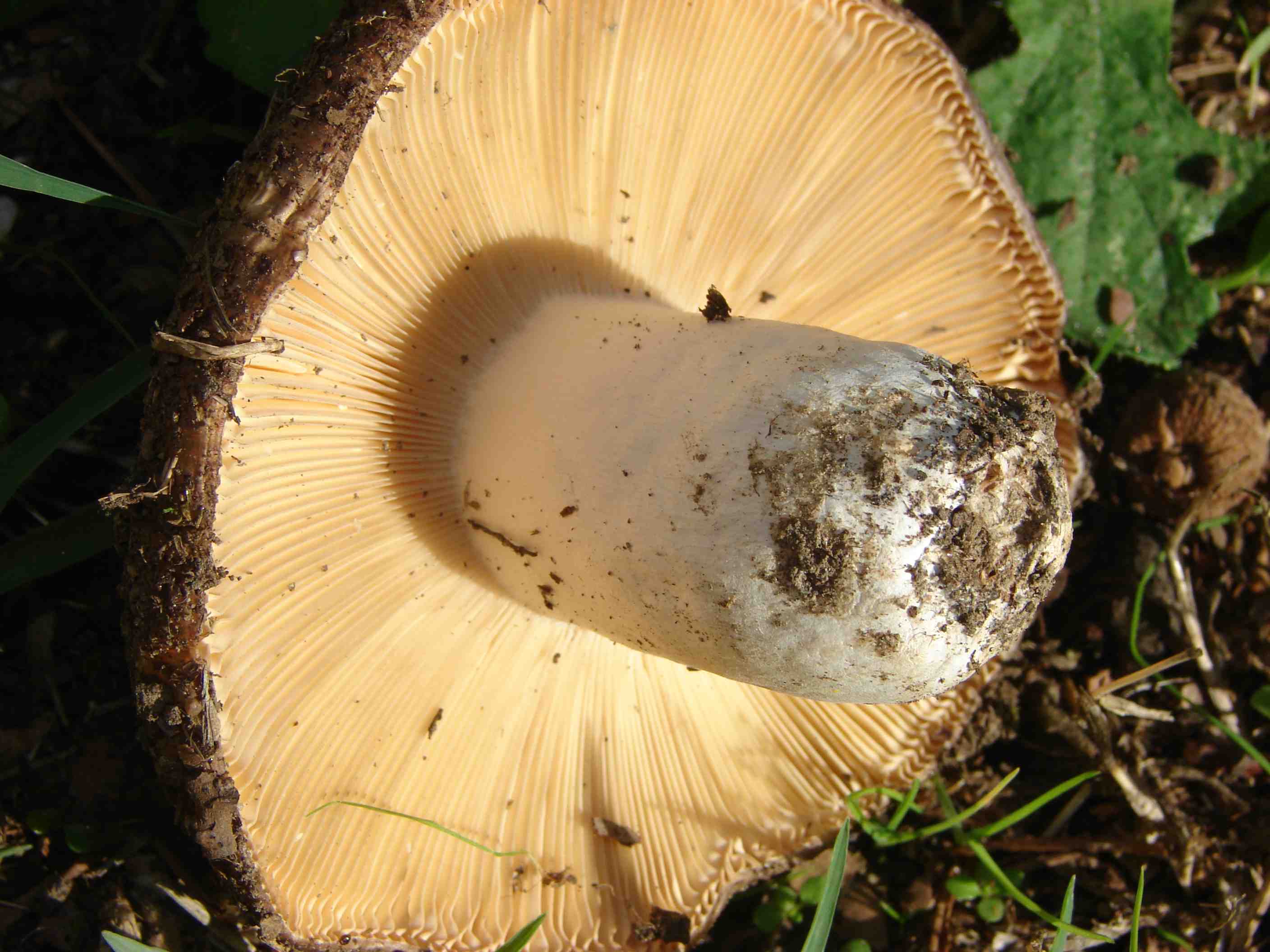 Fungo da determinare (cfr. Russula ochrospora)