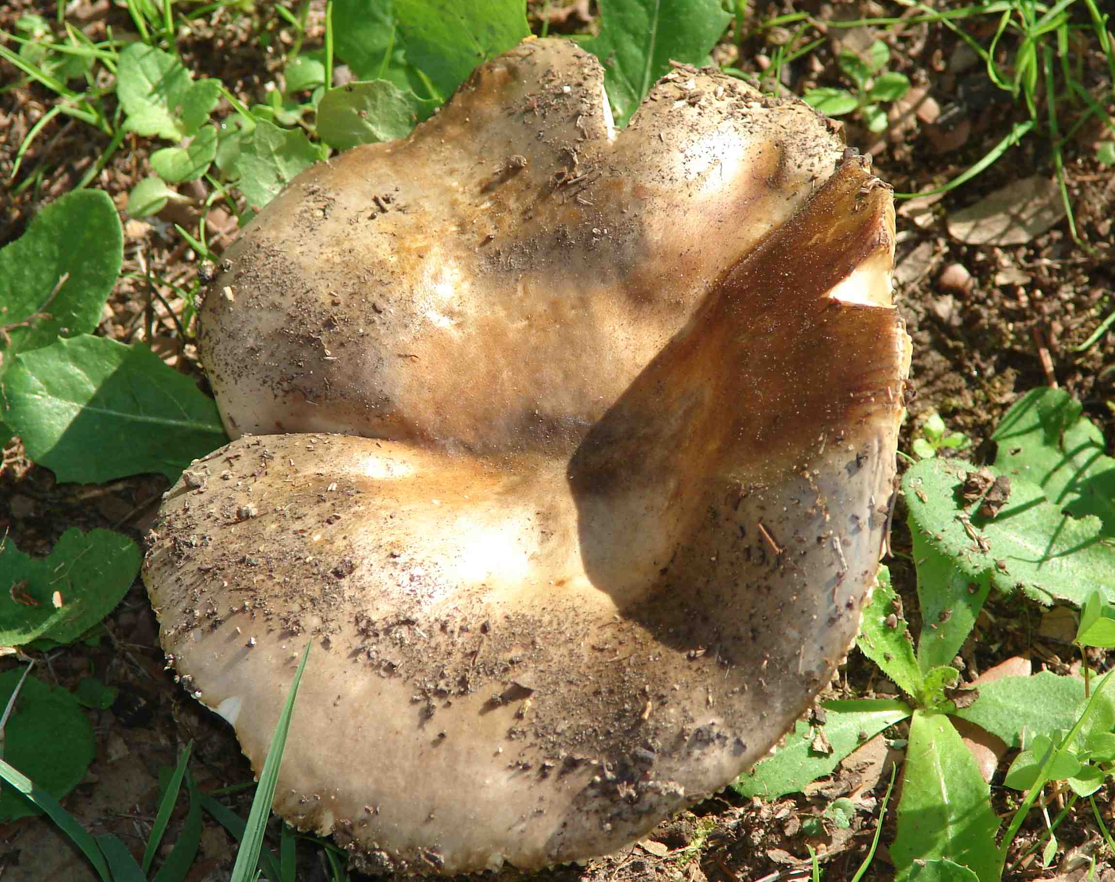 Fungo da determinare (cfr. Russula ochrospora)